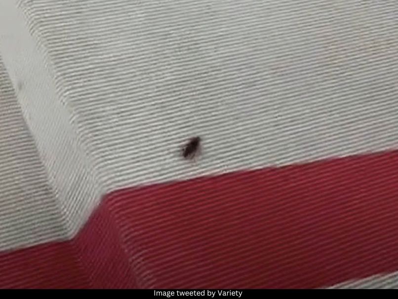 Cockroach at Met Gala 
