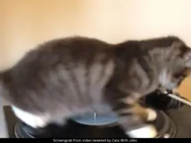 DJ CAT 