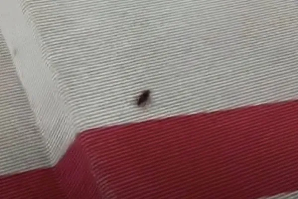 Cockroach at Met Gala 